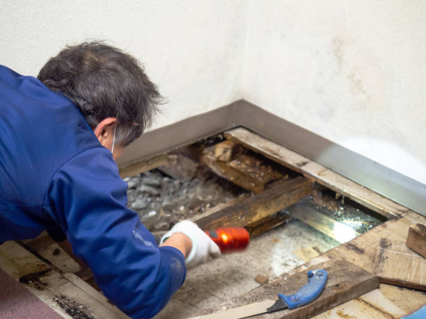 Best Local Mold Removal Service  in Lower Grand Lagoon, FL