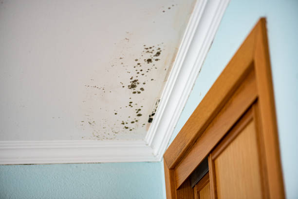 Best Mold Remediation  in Lower Grand Lagoon, FL