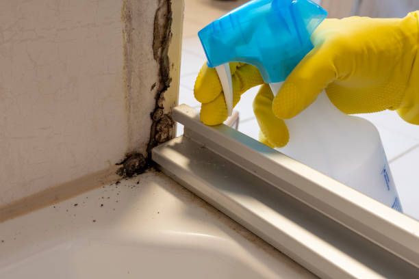 Best Mold Testing  in Lower Grand Lagoon, FL