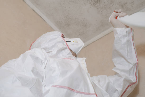 Attic Mold Removal in Lower Grand Lagoon, FL