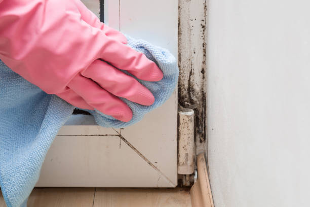 Best Mold Removal Company Near Me  in Lower Grand Lagoon, FL