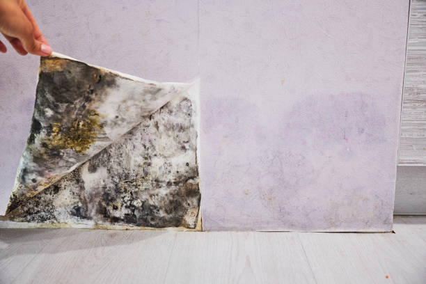 Best Mold Cleaning Services  in Lower Grand Lagoon, FL